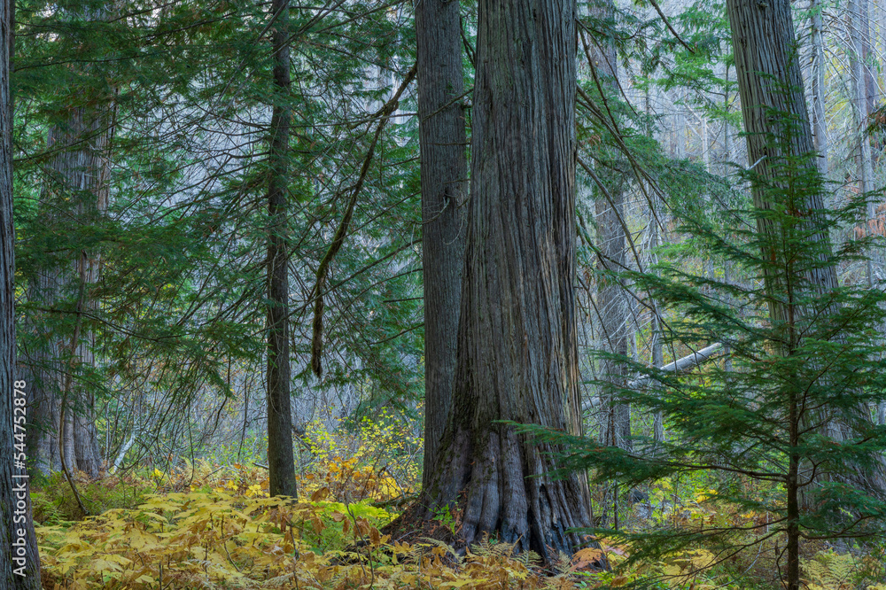 Fototapeta premium Ancient Cedar Grove