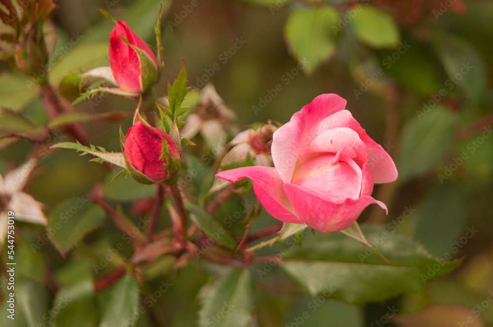 Partially open pink rose. Two rosebuds can also be seen. The leaves of the roses are dark green.