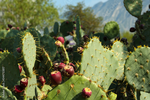 Beautiful prickly pear cacti growing outdoors on sunny day photo