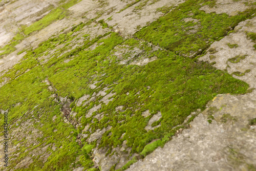 Textured surface with moss as background  closeup
