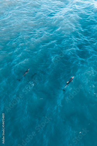 water in the ocean with dolphins