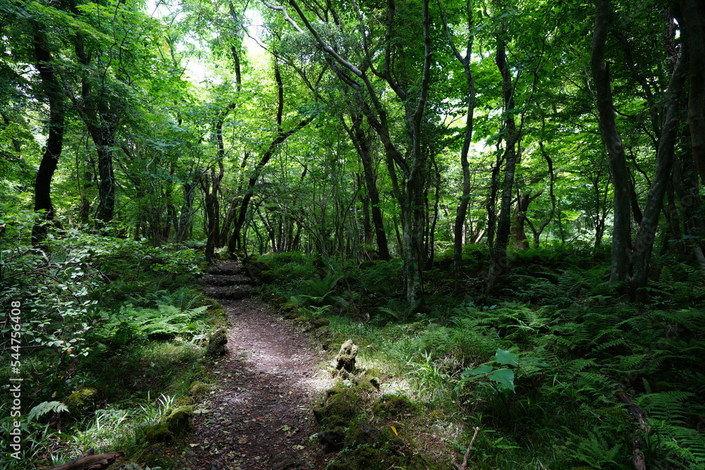 refreshing summer forest and path in the gleaming sunlight refreshing summer forest and path in the gleaming sunlight