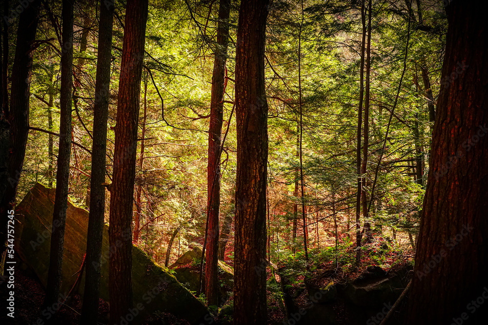 Obraz premium sun rays in the forest