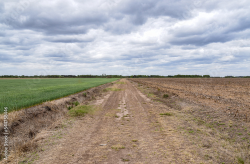 siembre en campo de trigo con cielo con nubes