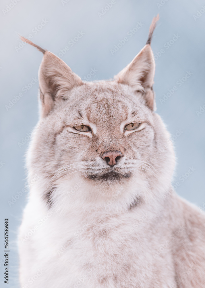 Fototapeta premium lynx in the snow