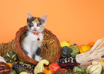 Calico kitten peeking out of a cornucopia basket filled over flowing with gourds, pumpkins, squash and indian corn on orange background.