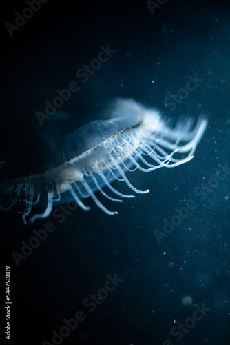 Peach blossom jellyfish (Craspedacusta sowerbii) macro close-up, a species  of freshwater hydrozoan jellyfish native to the Yangtze river basin in  China. This species have spread all around the world. Stock Photo