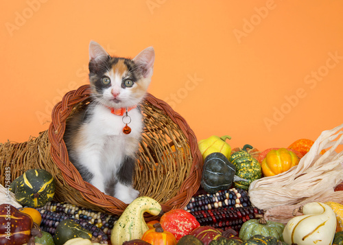 Calico kitten peeking out of a cornucopia basket filled over flowing with gourds, pumpkins, squash and indian corn on orange background.