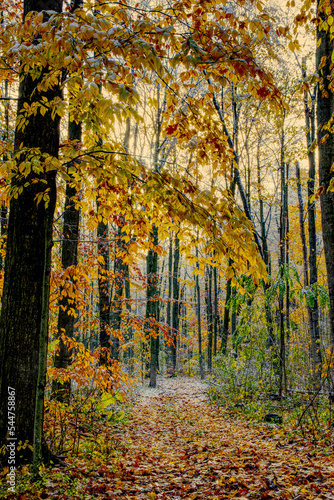 Late Autumn Snowfall Along the Avon Trail, Waterloo County, Ontario, Canada