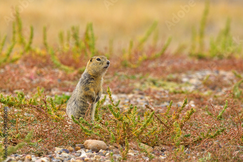 Richardson's Ground Squirrel on Their Territory, Grasslands National Park, Saskatchewan, Canada
