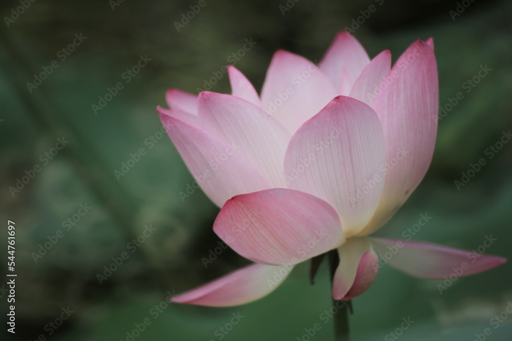 the Close up of a lotus flower in a pond , China the Close up of a lotus flower in a pond , China