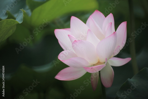 the Close up of a lotus flower in a pond   China