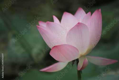 the Close up of a lotus flower in a pond , China