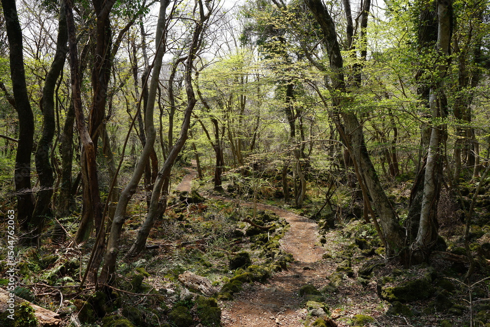 fascinating path in spring forest fascinating path in spring forest