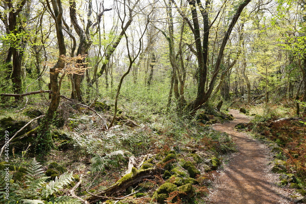 spring path through thick wild forest spring path through thick wild forest