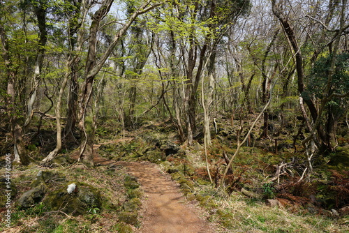 spring path through thick wild forest