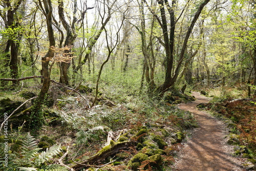 spring path through thick wild forest