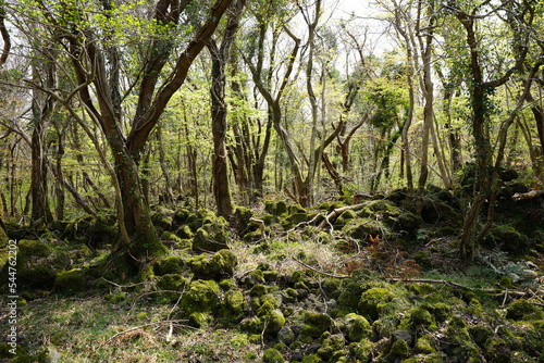 mossy rocks and old trees in spring forest