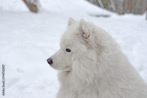 Profile portrait of  dog of Samoed breed