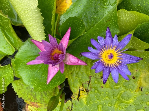 Two water lily flowers with raindrops on their petals.