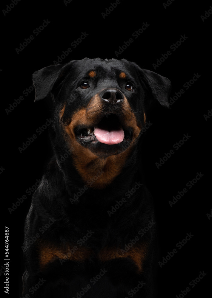 Rottweiler on a black background. Handsome black dog on dark Rottweiler on a black background. Handsome black dog on dark