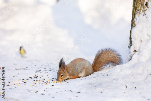 Squirrel sits in snow and eats nuts in winter snowy park. Winter color of animal