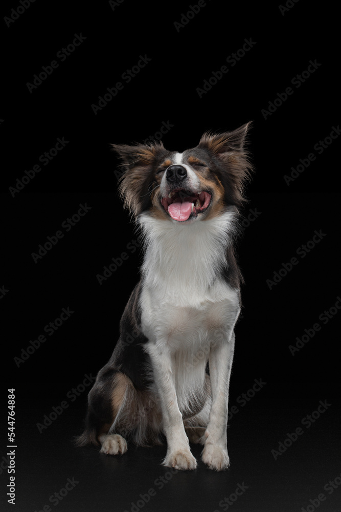 border collie funny portrait. happy dog in studio on black background. border collie funny portrait. happy dog in studio on black background.