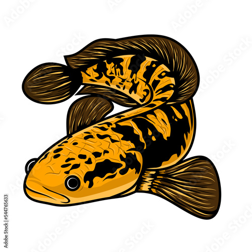 Channa fish raw logo, with PNG file, for logo design purposes related to the channa fish community photo