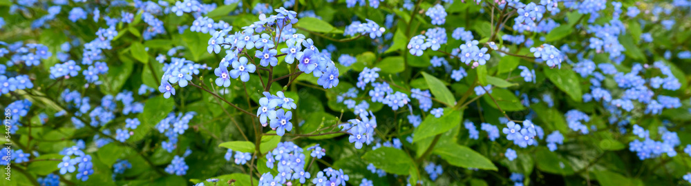 Closeup of blue Forget-Me-Not flowers blooming in summer, as a nature background
Closeup of blue Forget-Me-Not flowers blooming in summer, as a nature background