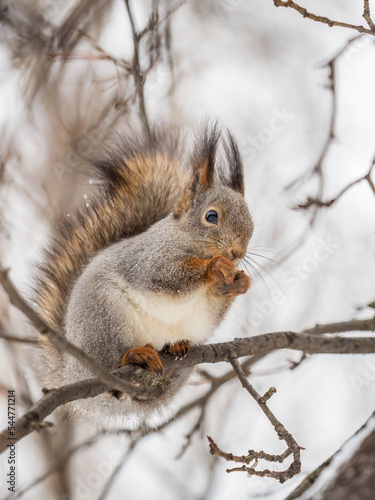 The squirrel with nut sits on tree in the winter or late autumn