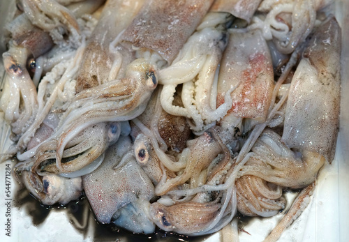 frozen squid as seafood background