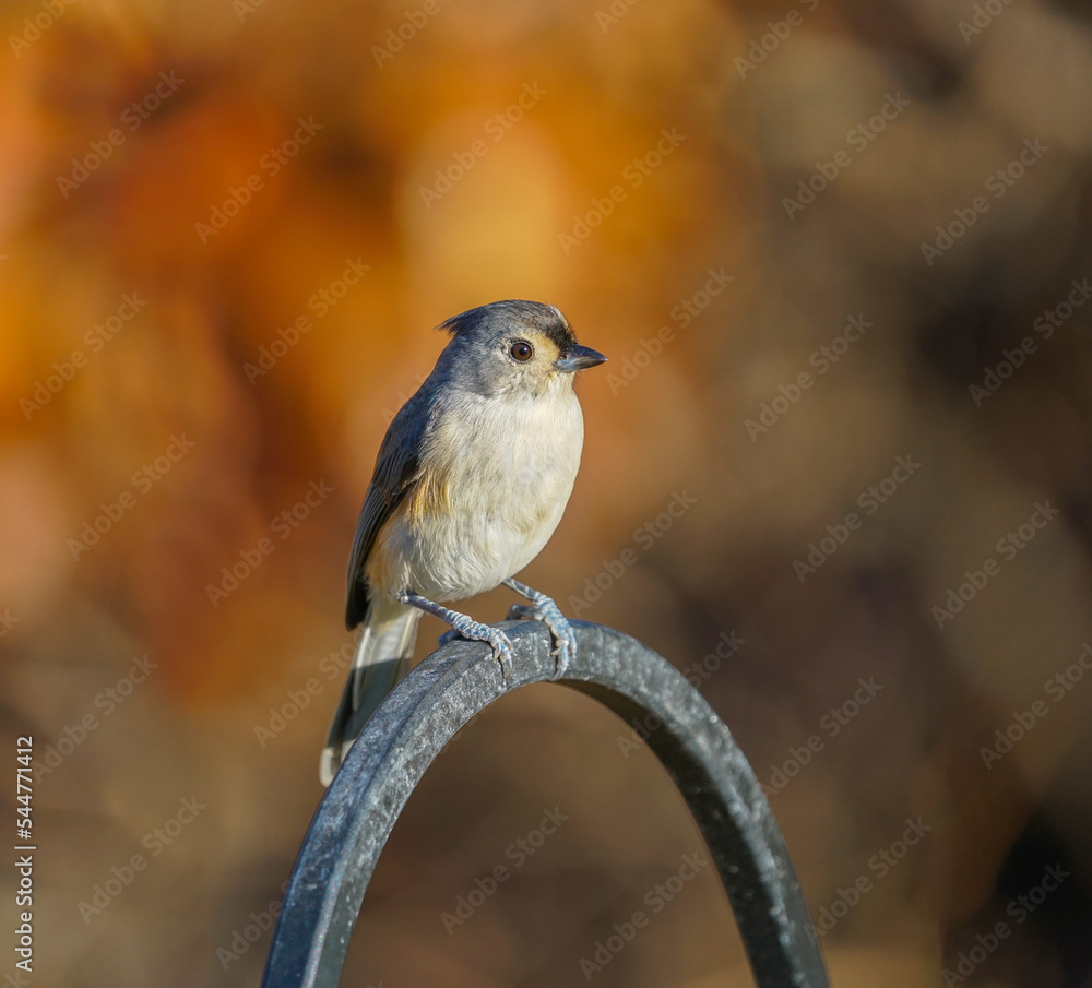 Fototapeta premium tufted titmouse standing on garden fence in autumn