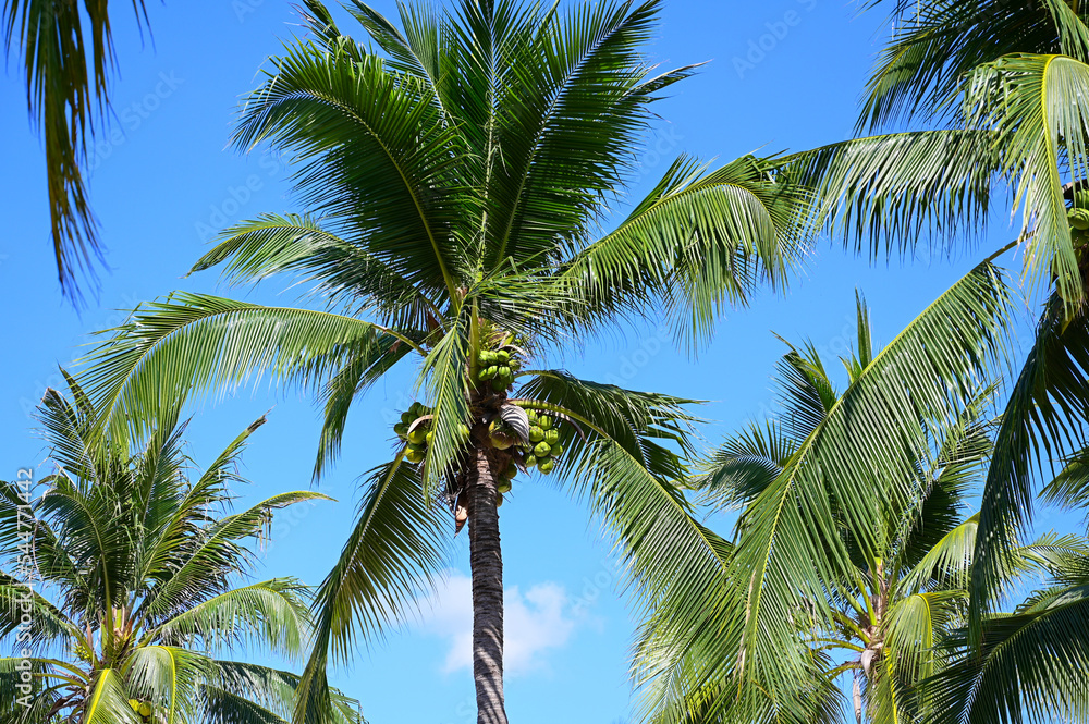 Fototapeta premium coconut trees on beach, natural background