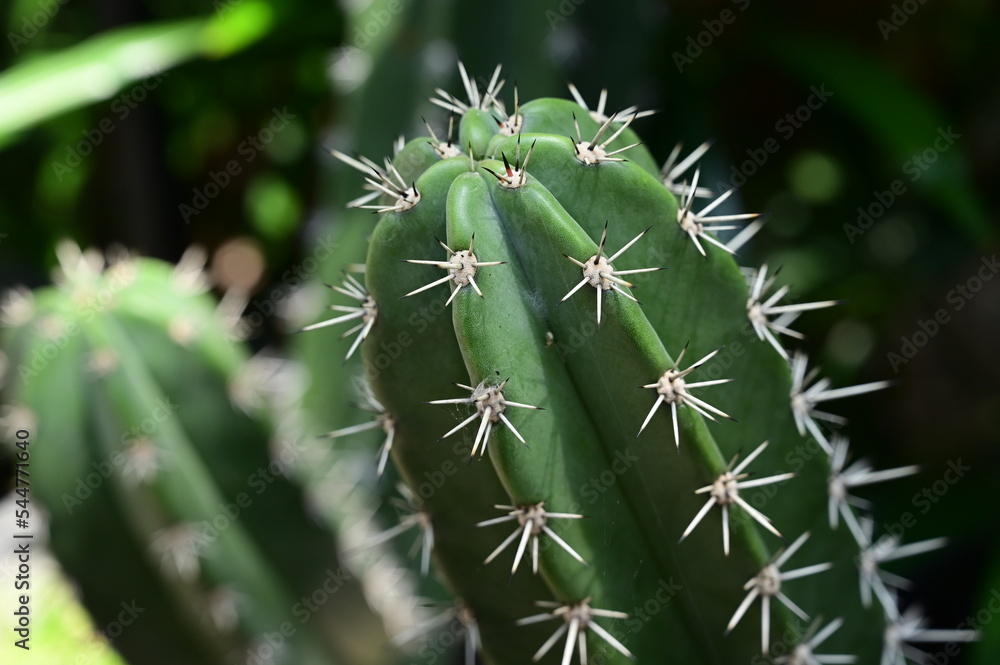 beautiful cactus in the garden beautiful cactus in the garden
