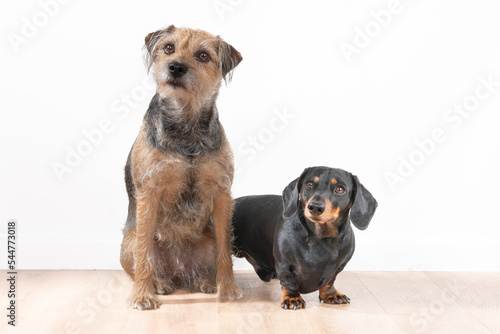Terrier and dachshund portrait on white background 