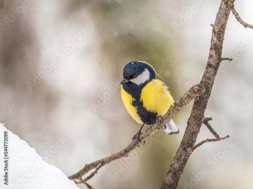 Cute bird Great tit, songbird sitting on a branch without leaves in the autumn or winter.