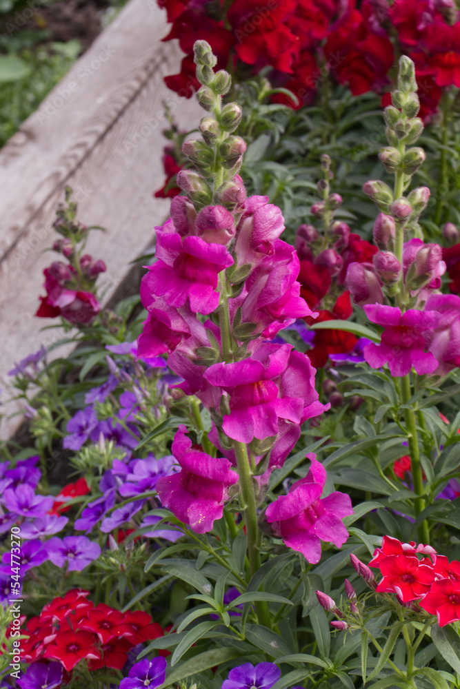 Snapdragons in a Summer Garden Snapdragons in a Summer Garden