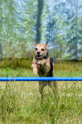 Border terrier jumping over pole