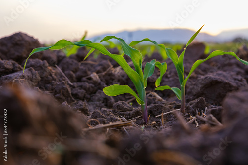 young green maize corn in the agricultural cornfield wets with dew in the morning, animal feed agricultural industry, low angle shot