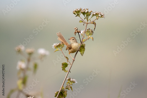 Plain Prinia Perched on Flower