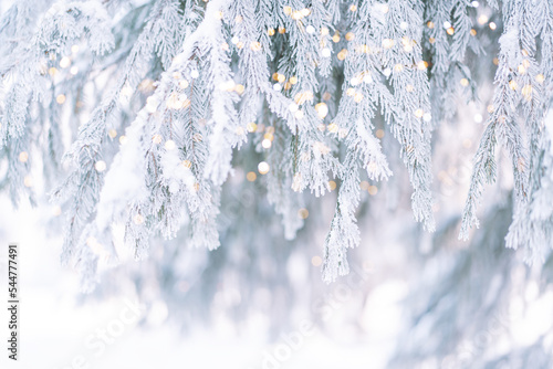 Background christmas tree with needles covered with ice and snow against tree light.