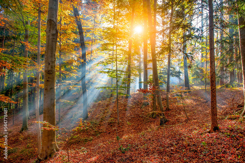 Fototapeta Naklejka Na Ścianę i Meble -  Forest full of autumn colors