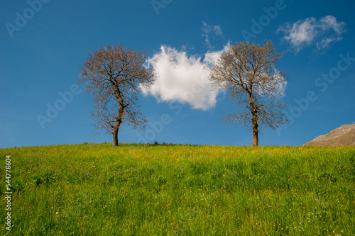 Meadow in spring flowering