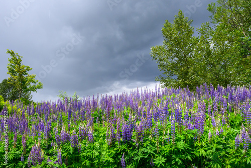 Purple and blue lupine blooming on a stormy day  as a nature background 