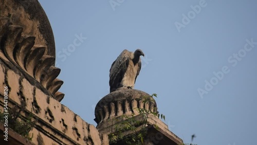 Indian Vulture or long billed vulture or Gyps indicus close up or portrait at Royal Cenotaphs (Chhatris) of Orchha, Madhya Pradesh, India, Orchha the lost city of India photo