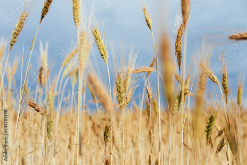 Close up of Gold wheat or rye against thunder dark blue sky, calm and natural background. Agriculture concept