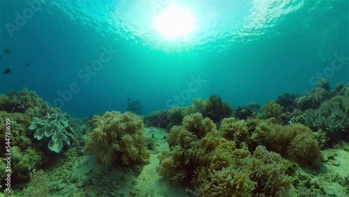 Wallpaper Mural Reef Coral Scene. Tropical underwater sea fish. Hard and soft corals, underwater landscape. Philippines. Torontodigital.ca