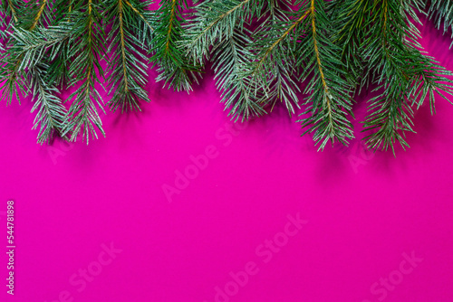Christmas pine branches on a pink background. A festive greeting card with a place to copy. Selective focus.