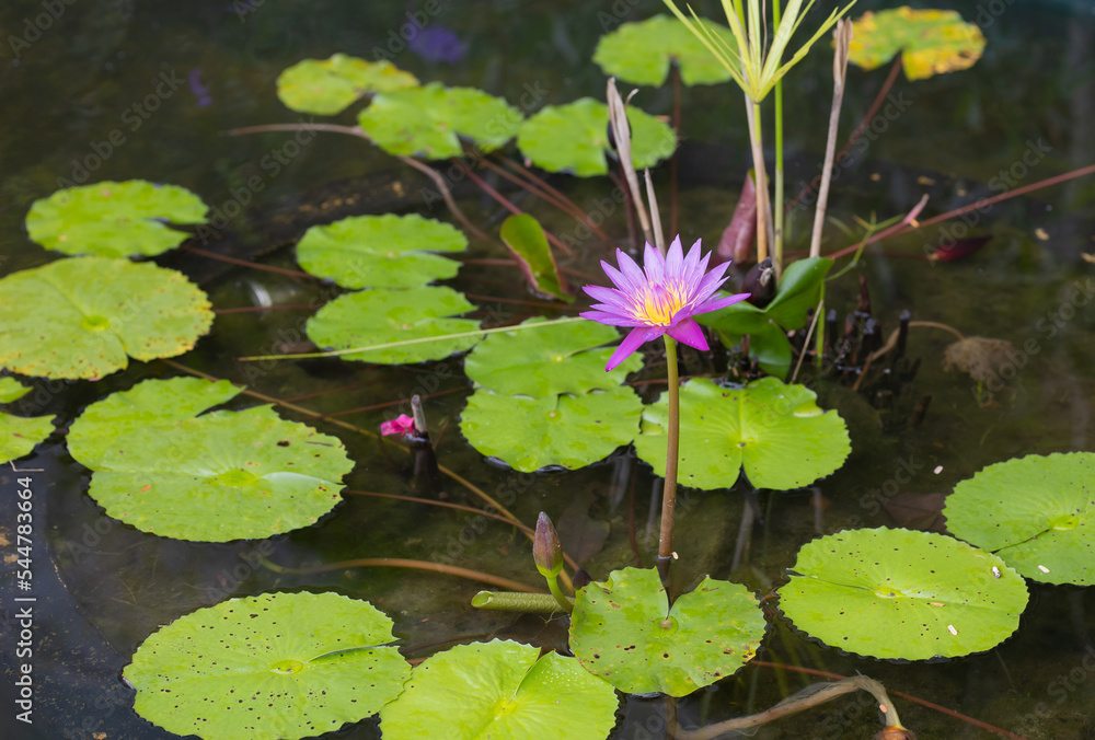 The purple lotuses were blooming beautifully on the surface of the water. The purple lotuses were blooming beautifully on the surface of the water.