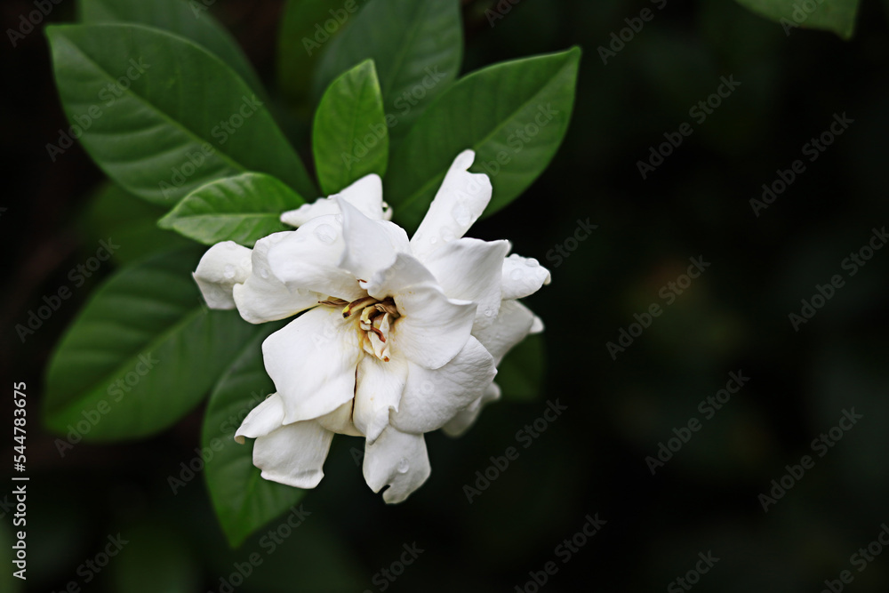White jasmine with water droplets on a dark background focusing on the flowers. except copy space